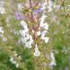 Шавлія вірменська насіння, Salvia staminea seeds 2
