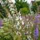 Шавлія вірменська насіння, Salvia staminea seeds 3