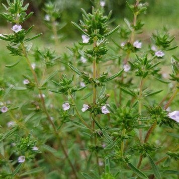 Чабер садовый семена, Satureja hortensis seeds