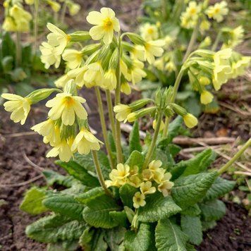 Первоцвет высокий растение, Primula elatior
