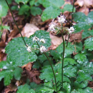 Підлісник європейський насіння, Sanicula europaea seeds