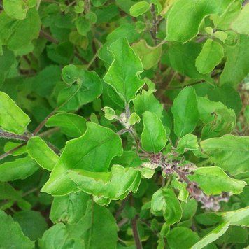 Туласи семена, Ocimum tenuiflorum seeds