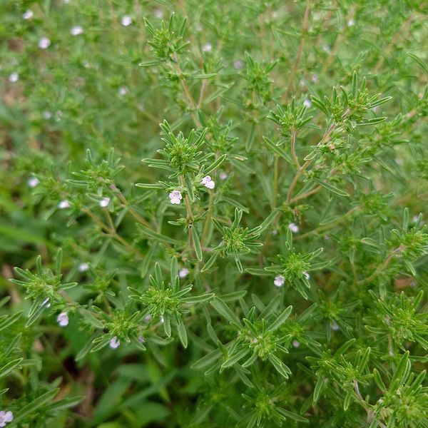 Чабер садовий насіння, Satureja hortensis seeds