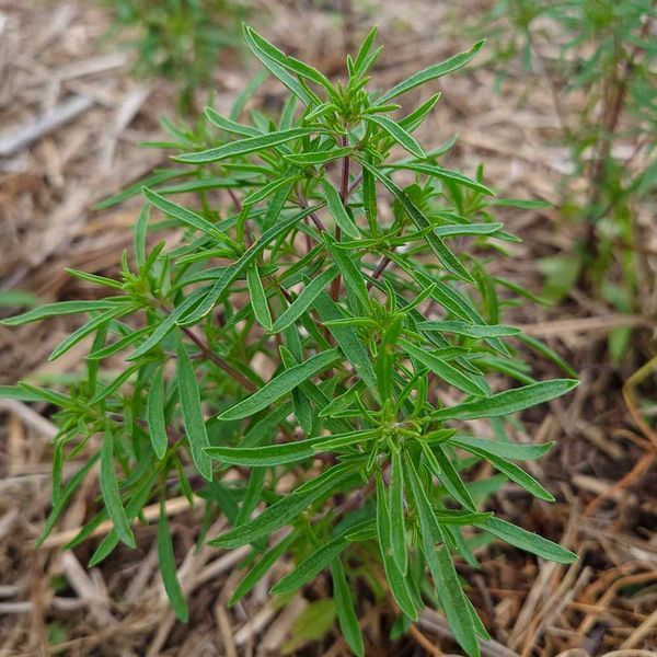 Чабер садовий насіння, Satureja hortensis seeds