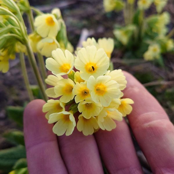 Первоцвет высокий растение, Primula elatior