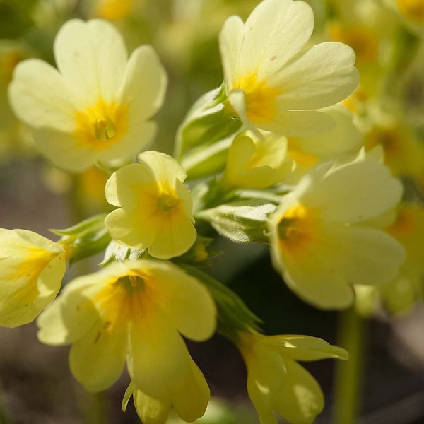 Первоцвет высокий растение, Primula elatior