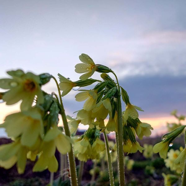 Первоцвет высокий растение, Primula elatior
