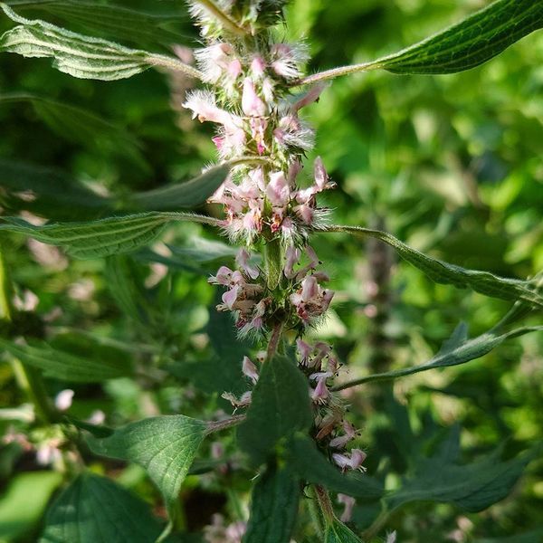 Пустирник серцевий насіння, Leonurus cardiaca seeds