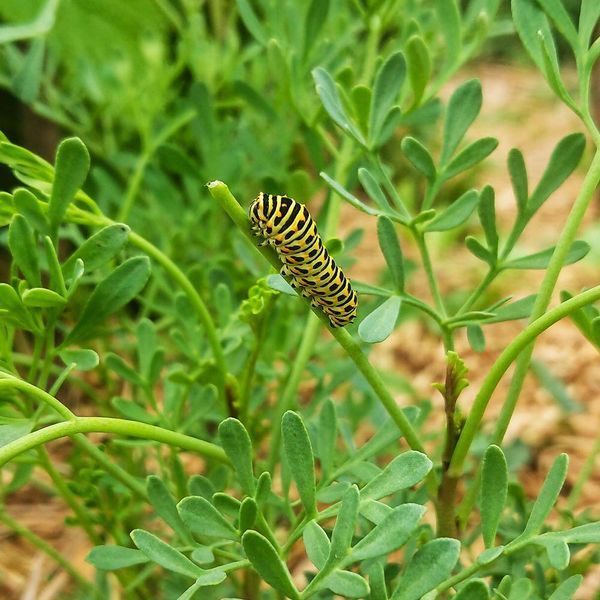 Рута душистая семена, Ruta graveolens seeds
