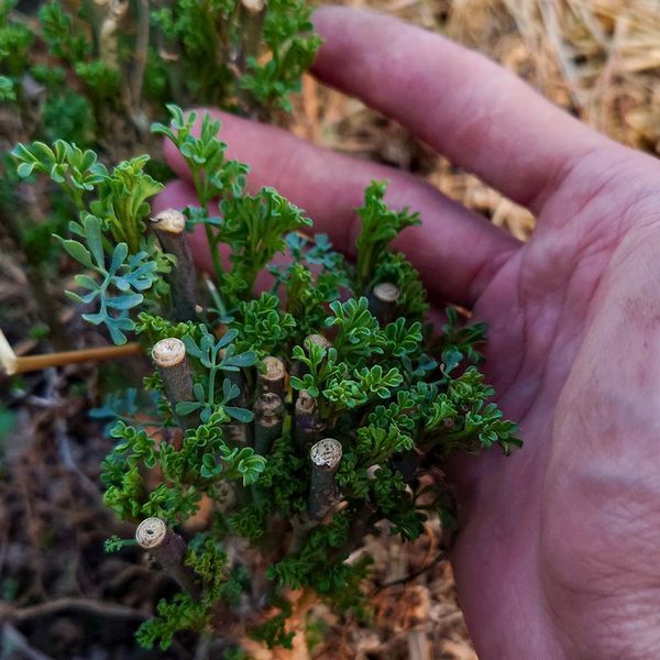 Рута душистая семена, Ruta graveolens seeds