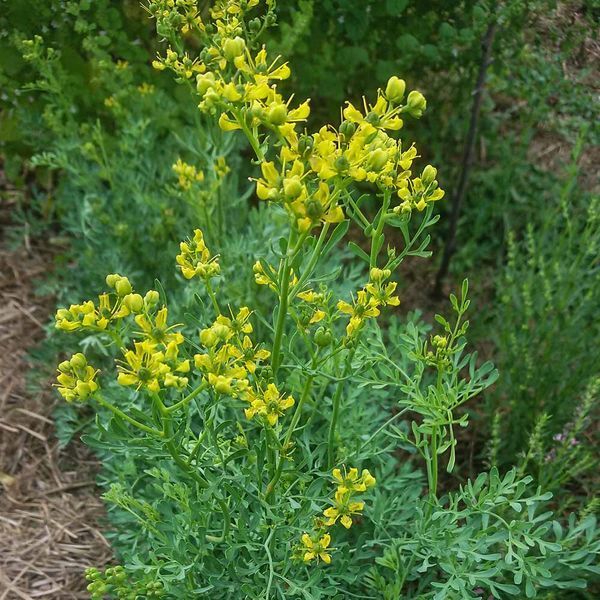 Рута душистая семена, Ruta graveolens seeds