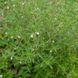 Чабер садовий насіння, Satureja hortensis seeds 3