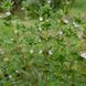 Чабер садовий насіння, Satureja hortensis seeds 1