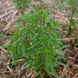 Чабер садовий насіння, Satureja hortensis seeds 2
