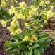 Первоцвет высокий растение, Primula elatior 1