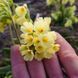 Первоцвет высокий растение, Primula elatior 2