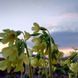 Первоцвет высокий растение, Primula elatior 5