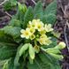 Первоцвет высокий растение, Primula elatior 3