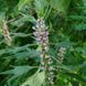 Пустирник серцевий насіння, Leonurus cardiaca seeds 1