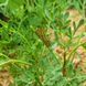 Рута душистая семена, Ruta graveolens seeds 4