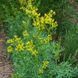 Рута душистая семена, Ruta graveolens seeds 2