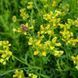 Рута душистая семена, Ruta graveolens seeds 1