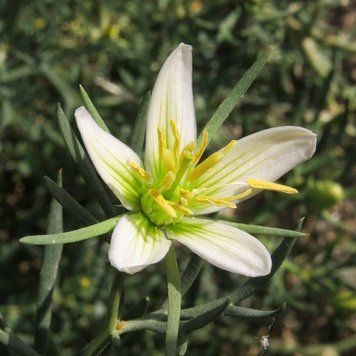 Гармала звичайна насіння, Peganum harmala seeds