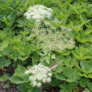 Горичник настурцієвий насіння, Peucedanum ostruthium seeds