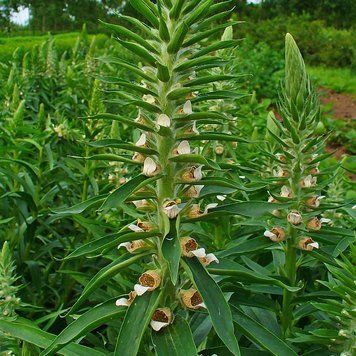 Наперстянка шерстистая растение, Digitalis lanata