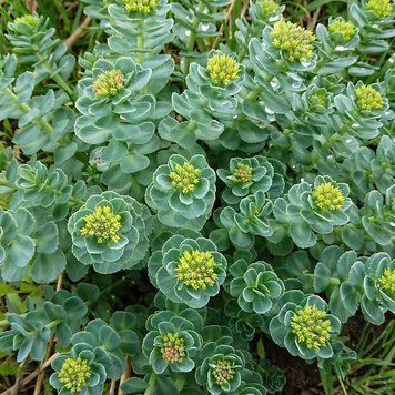 Родиола розовая растение, Rhodiola rosea