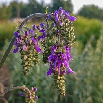 Шалфей поникающий семена, Salvia nutans seeds