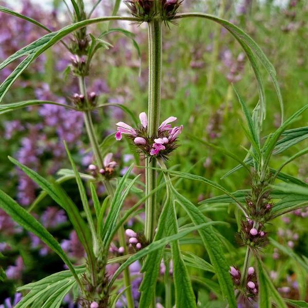 Пустирник японський насіння, Leonurus japonicus seeds