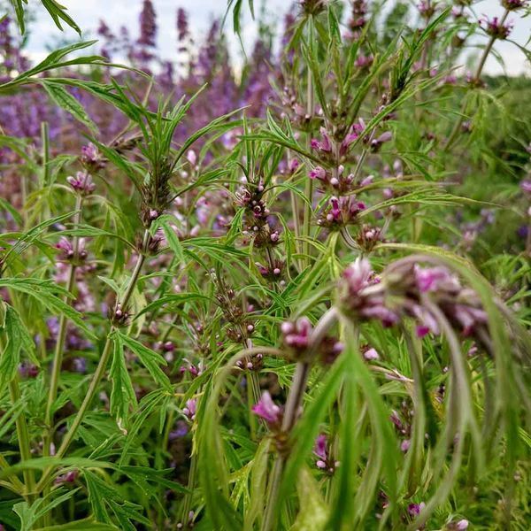 Пустирник японський насіння, Leonurus japonicus seeds
