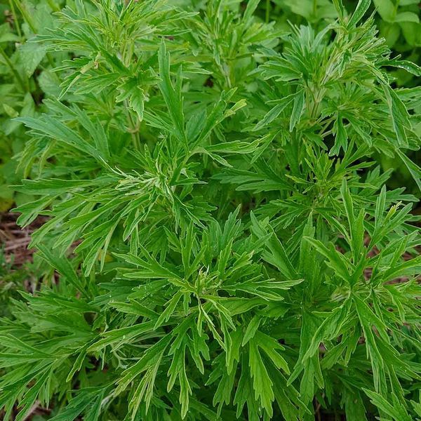 Пустирник японський насіння, Leonurus japonicus seeds