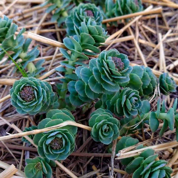 Родиола розовая растение, Rhodiola rosea