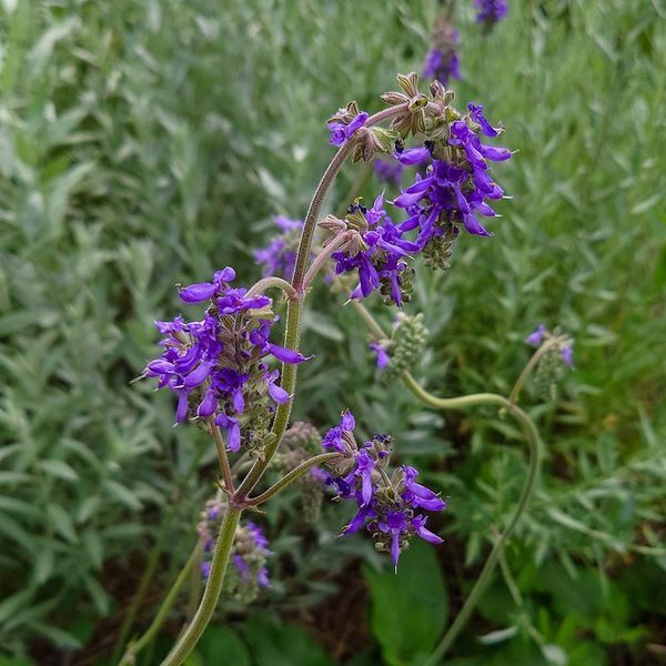 Шалфей поникающий семена, Salvia nutans seeds