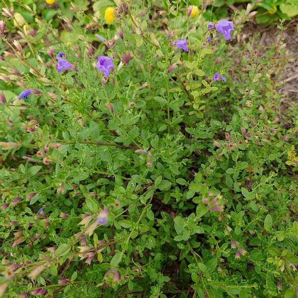 Змієголовник іноземний насіння, Dracocephalum peregrinum seeds