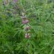 Пустирник японський насіння, Leonurus japonicus seeds 1