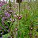 Пустирник японський насіння, Leonurus japonicus seeds 3