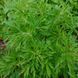 Пустирник японський насіння, Leonurus japonicus seeds 4