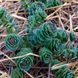 Родиола розовая растение, Rhodiola rosea 2