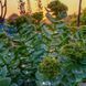 Родиола розовая растение, Rhodiola rosea 3