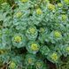 Родиола розовая растение, Rhodiola rosea 1