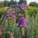 Шалфей поникающий семена, Salvia nutans seeds 1