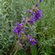 Шалфей поникающий семена, Salvia nutans seeds 2