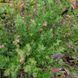 Змієголовник іноземний насіння, Dracocephalum peregrinum seeds 3