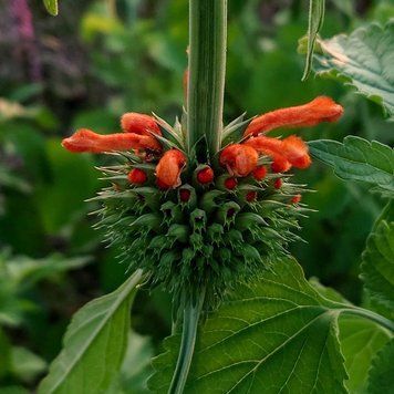 Леонотис котовниколистный семена, Leonotis nepetifolia seeds