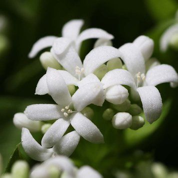 Подмаренник душистый семена, Galium odoratum seeds
