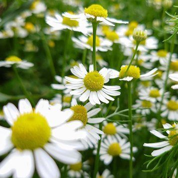 Ромашка лікарська насіння, Matricaria recutita 'Zloty Lan' seeds