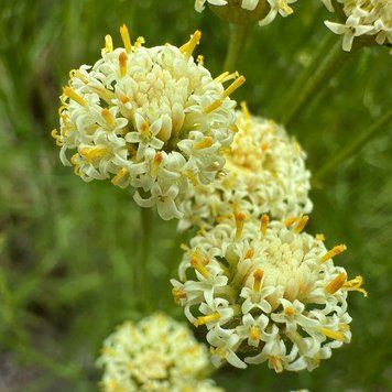 Сантолина этрусская семена, Santolina etrusca seeds